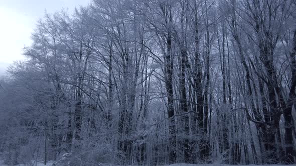 Tall Trees in the Forest on a Snowy, Winter Day alt