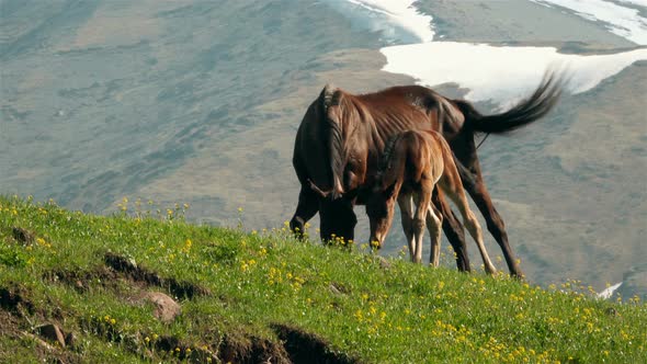 Horses Graze In The Mountains 13