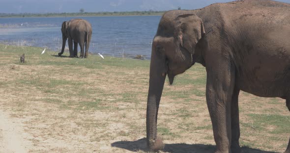 Close Up of Elephants Eating in a Udawalawe National Park of Sri Lanka