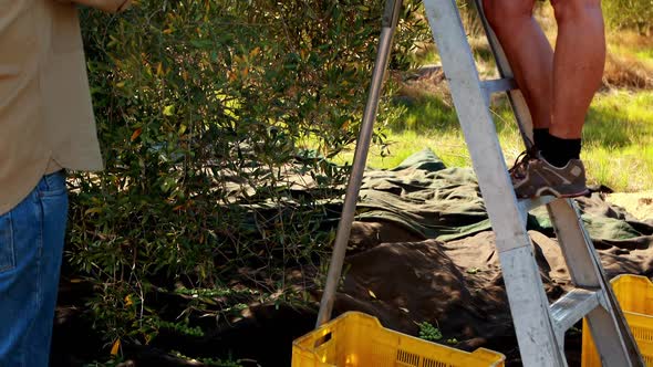 Couple pruning olive tree in farm 4k alt