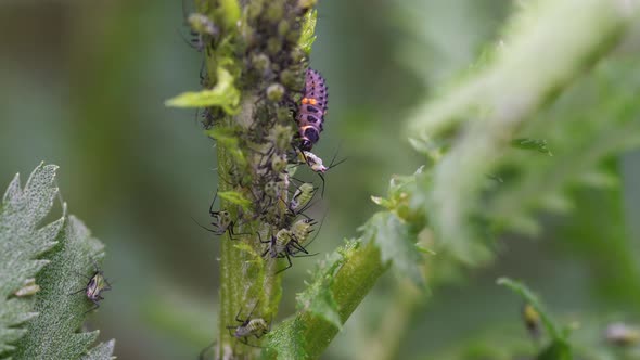 Ladybug larva hunts aphid. Macro. alt