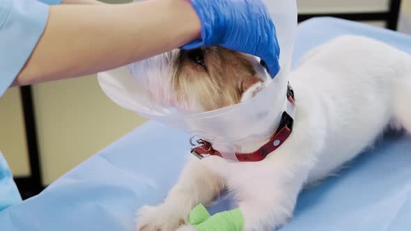Female Veterinarian Puts on a Jack Russell Dog Veterinary Collar in Clinic Health Care alt