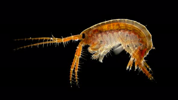 Amphipoda Eulimnogammarus Sp. Under the Microscope. Endemic Species. Subphylum Crustacea alt