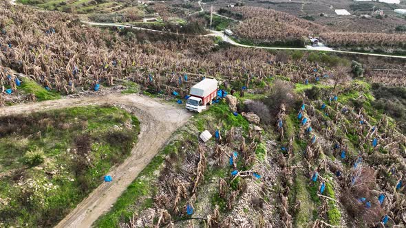 Farmers Collect Bananas and Load them into the Machine 4 k alt
