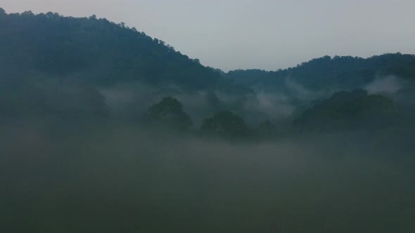 Drone Flight over Arcane Mysterious Rainforest in Twilight