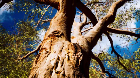 Eucaliptus in Australia Red Center alt