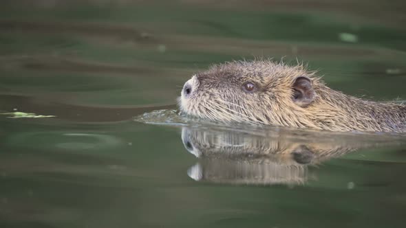 Cute young Myocastor Coypus with orange teeth swimming in natural lake,close up tracking shot alt