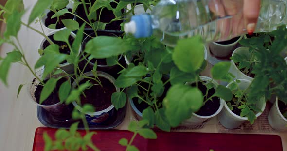 Small Room Greenhouse with Seedlings of Tomatoes Person is Watering Closeup  Prores alt