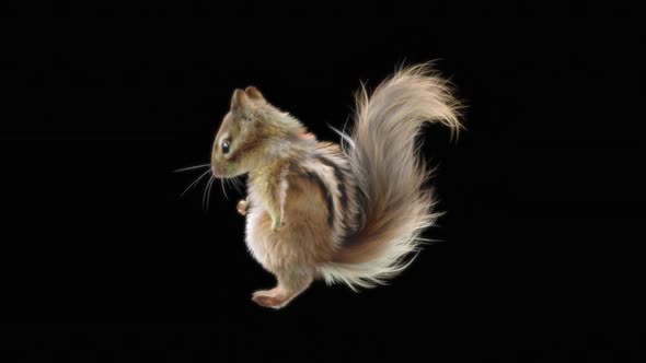 72 Chipmunk Dancing HD alt