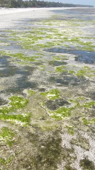 Vertical Video of Low Tide in the Ocean Near the Coast of Zanzibar Tanzania alt