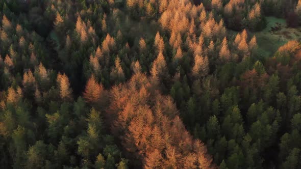 Aerial view of a lakeside forest from a drone alt