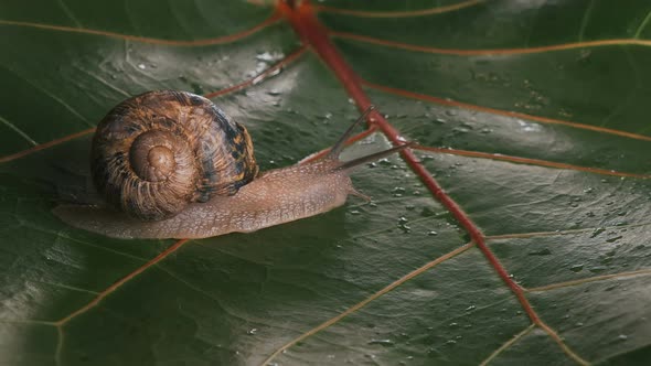 Close-up of a Large Grape Snail - a Gourmet Delicacy Creeps Along the Green Leaf and Leaves After