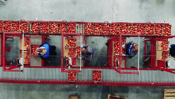 View From Above of Employees Relocating Tomatoes on the Conveyor alt