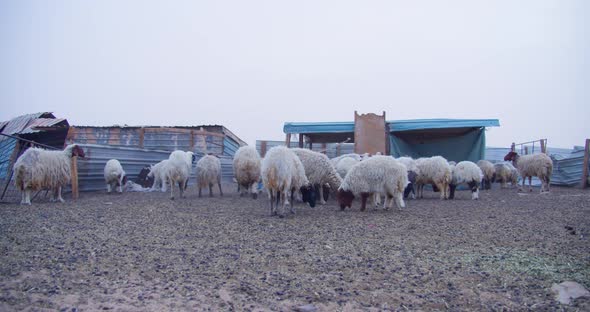 Herd of Sheep’s Walking. Slow motion video of Sheep.