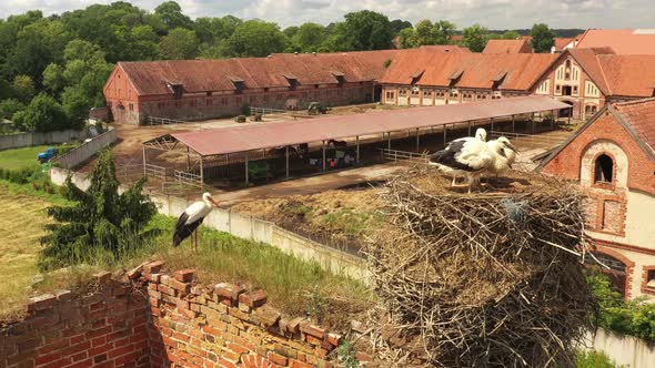 Stork chicks in the nest on an abandoned tower alt