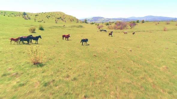 Flight Over Wild Horses Herd on Mountain Meadow alt