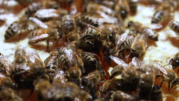 Work Bees in Hive alt