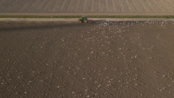 Aerial tracking shot, Flock of seagulls following Tractor plowing the land, Countryside environment alt