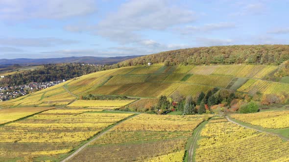 Golden vineyards in autumn, Rheingau, Oestrich-Winkel, Hesse, Germany alt