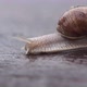crawling snail closeup - VideoHive Item for Sale