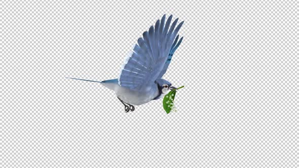 Blue Jay Bird with White Forest Flower - Flying Loop - Side View - Alpha Channel