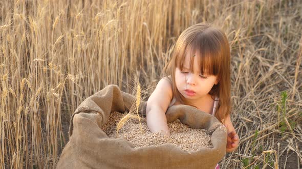 Small Kid Is Playing Grain in a Sack in a Wheat Field. Child with Wheat in Hand. Baby Holds the alt