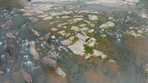 Elephants Bathing in the River. Pinnawala Elephant Orphanage. Sri Lanka alt