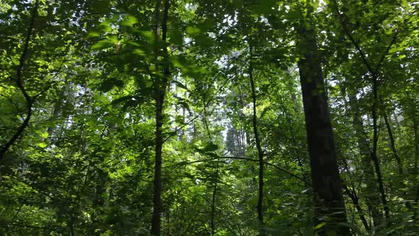 Green Forest with Trees By Day alt