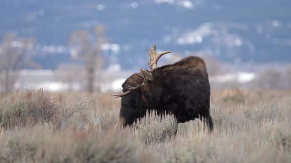 Bull moose showing one broken paddle on its antlers during the Rut alt