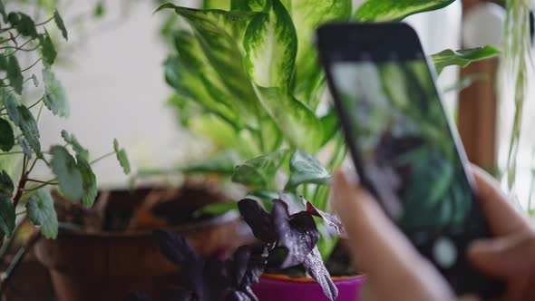 Plant Shop Owner Using Technology for Online Store