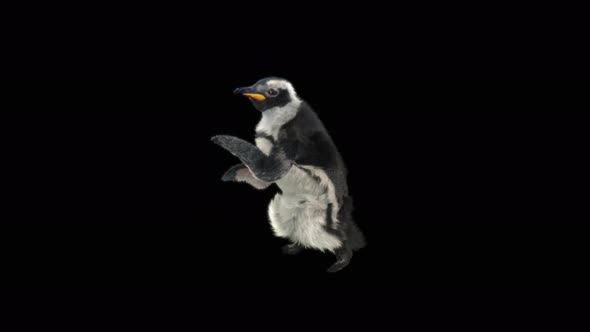 Penguin Dancing 4K alt