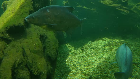 Underwater photography of swimming fish at the bottom of the lake
