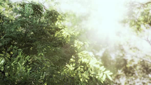 Misty Forest at Dawn on the First Day of Autumn alt