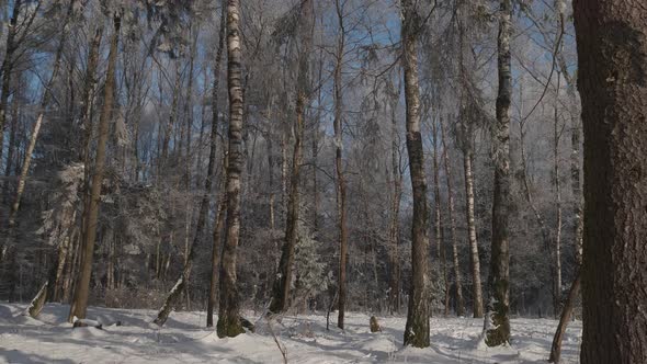 Beautiful Forest Covered with Snow