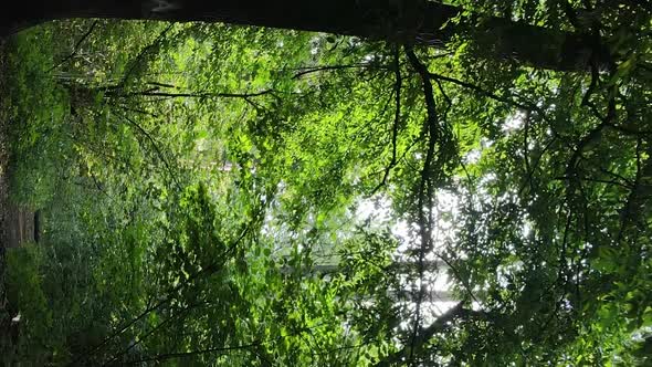 Vertical Video of a Forest with Trees in Ukraine alt