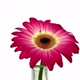 Rotating pink-white gerbera three, seamless loop - VideoHive Item for Sale