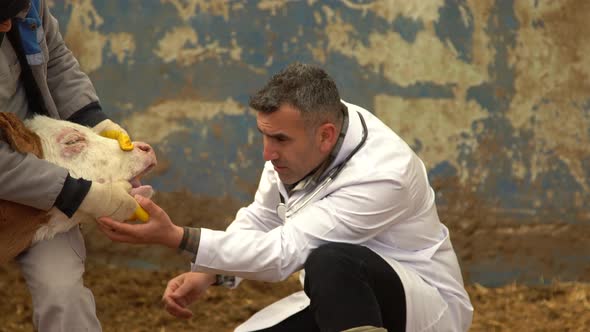 Veterinary calf treatment. alt