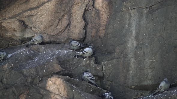 Free Real Wild Rock Pigeons Roosting on the High Rocky Wall alt
