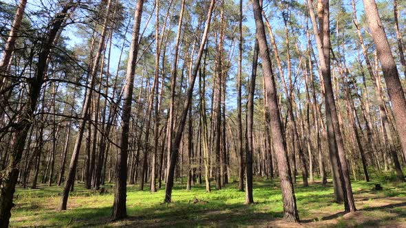 Walking Through the Forest with Pine Trees During the Day POV Slow Motion alt