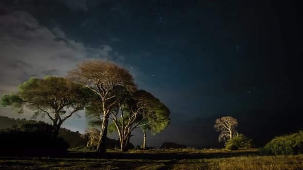 Dry Tree at Night Against the Background of the Night Sky and Moving Clouds. alt