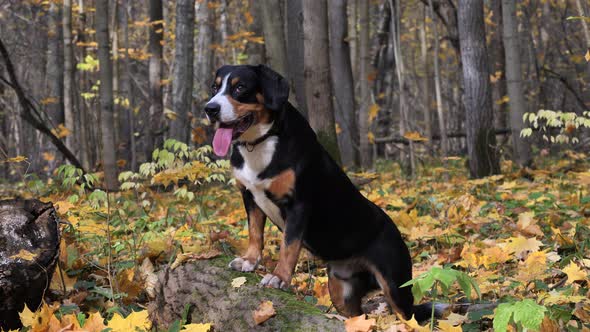 Dog in the Autumn Forest.