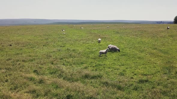 Low aerial flyover of sheep grazing in Dartmoor National Park, England. alt