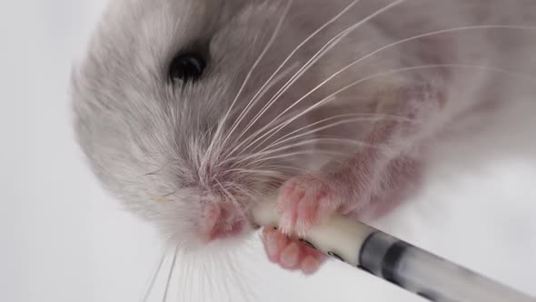 Chinchilla Baby Swallows Milk