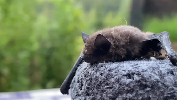 Extreme close-up caucasian hand with gloves stroking an injured and weak bat. alt