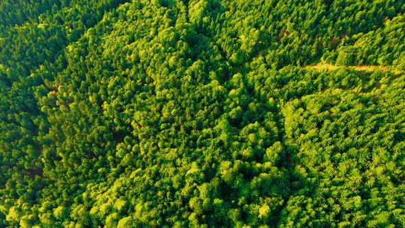 Aerial View of the Pine Forest in Mountains. Beautiful Nature Landscape. Spruce woods.  alt