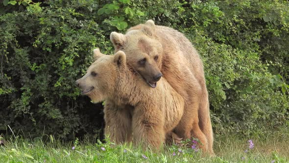 Wild Bears Mating in Natural Habitat Among The Trees In The Forest alt