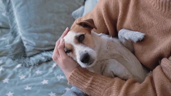 Asmall Beautiful Sleepy Dog Jack Russell Sleeps in Arms of His Owner in a Cozy Apartment Closeup alt