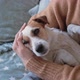 Asmall Beautiful Sleepy Dog Jack Russell Sleeps in Arms of His Owner in a Cozy Apartment Closeup - VideoHive Item for Sale
