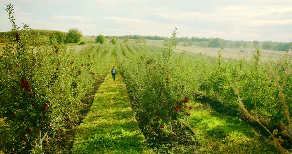 The Farmer Walks in the Middle of the Apple Orchard with Fresh and Ripe Apples alt