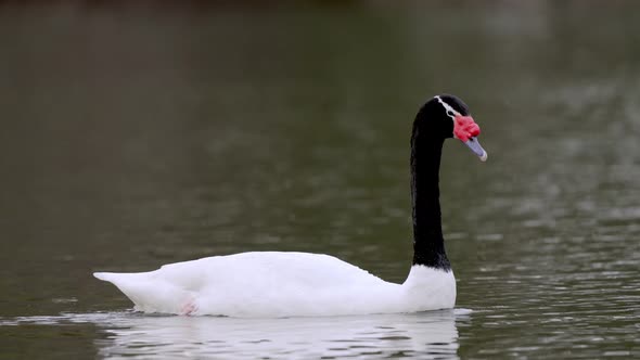 Wildlife tracking shot of a beautiful black necked swan, cygnus melancoryphus paddling and gliding g alt